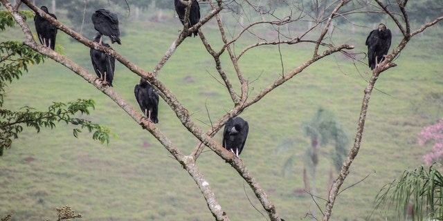 The neighborhood association president, Gordon Holness, said officials are limited in what they can do because the vultures, as migratory birds, are protected by federal law.