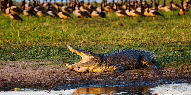 Crocodile expert Graham Webb told news.com.au in 2017 that for every crocodile you can see in the Crossing, there are “10 you can’t.”