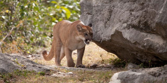 The morning after the attack, Colorado Parks and Wildlife authorities tracked the mountain lion (not pictured) using hounds.