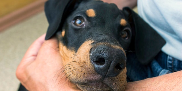 A YouTube personality has been called an animal abuser and is being investigated by the LAPD Animal Cruelty Task Force accidentally uploading a video to her page that shows her roughly handling her Doberman puppy.