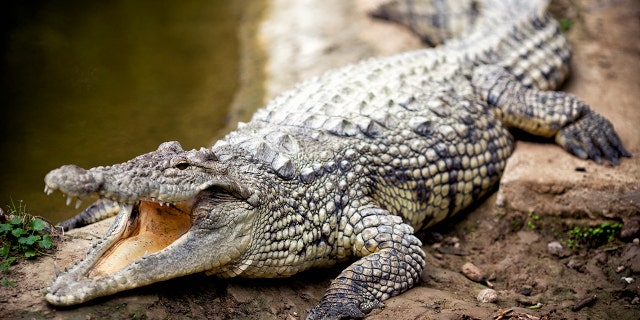 An Australian fisherman recently brought a 5-foot crocodile (not pictured) home, before he called wildlife officials to remove the reptile from his house, according to authorities. (iStock)