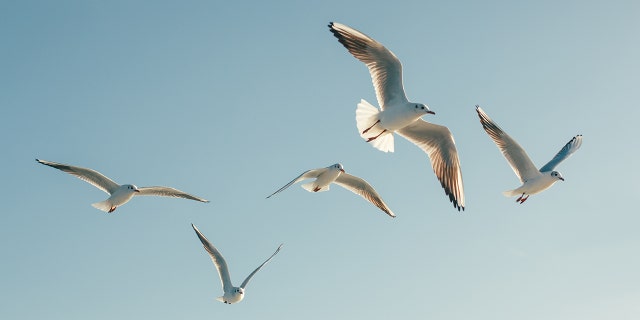 Dead birds in Massachusetts town prompt concerns they're infected with deadly virus 2 Most birds infected with EEE don't show any symptoms.
