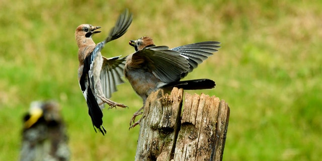 Phil Clark, 40, snapped the colorful and noisy animals at a bird hide in Kirkcudbright, Dumfries and Galloway. (Credit: SWNS)