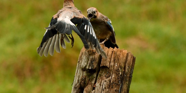 Jaybirds caught fighting over lunch in stunning pics 3