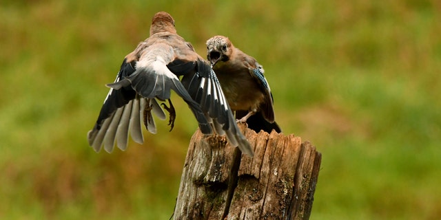 Jaybirds caught fighting over lunch in stunning pics 3