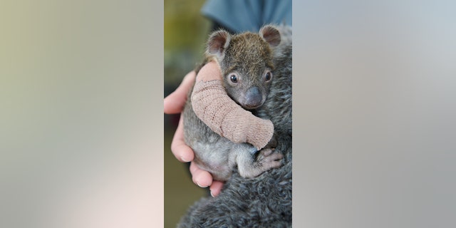 Credit: Werribee Open Range Zoo