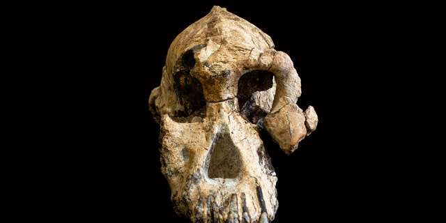 Photograph by Dale Omori. (Credit: Cleveland Museum of Natural History)