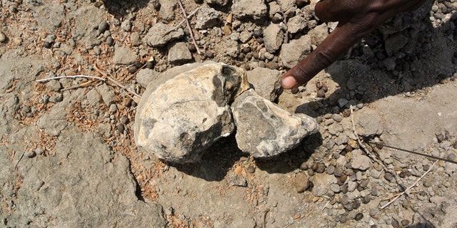 “MRD” cranium, photographed by Yohannes Haile - Selassie. (Credit: Cleveland Museum of Natural History)