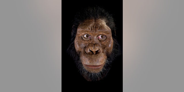 Facial reconstruction by John Gurche made possible through generous contribution by Susan and George Klein. (Credit: Matt Crow, courtesy of the Cleveland Museum of Natural History)