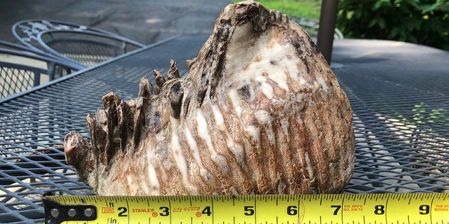 Experts have confirmed that the tooth is from a woolly mammoth, according to the Inn at Honey Run.