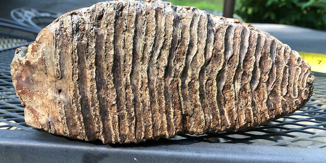 Parallel ridges on the woolly mammoth tooth.
