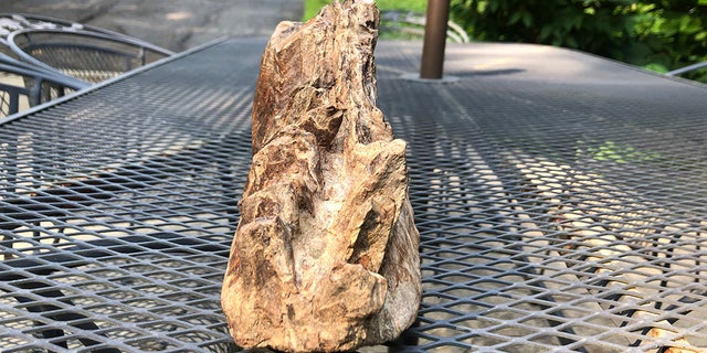 The tooth is a woolly mammoth's third molar.
