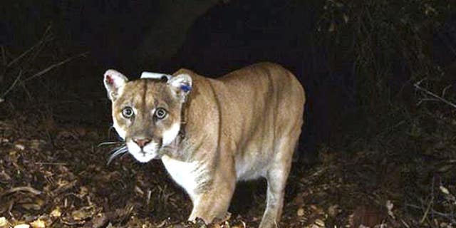 The mountain lion known as P-22 is seen in Griffith Park near downtown Los Angeles.