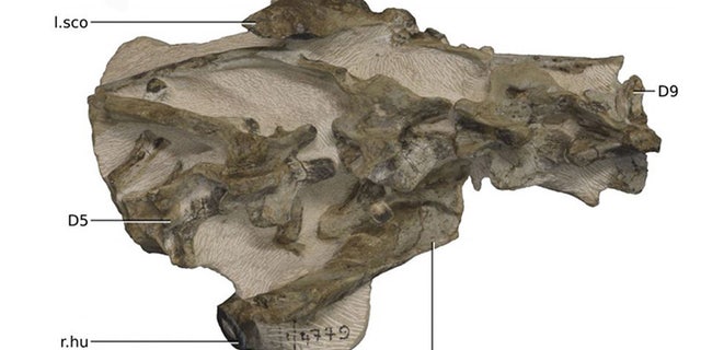 A good deal of the rest of the animal's skeleton also got fossilized. (Credit: Kimberley Chapelle)