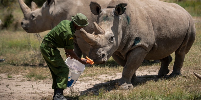 Female northern white rhinos Fatu, 19, right, and Najin, 30, left, the last two northern white rhinos on the planet, are fed some carrots by a ranger in their enclosure at Ol Pejeta Conservancy, Kenya Friday, Aug. 23, 2019. Scientists have invented a technique for constructing a fake rhino horn they hope will put a dent in the illegal horn market threatening the survival of the species.<br data-cke-eol="1">
(AP Photo/Ben Curtis)