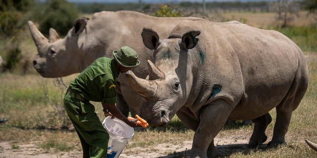 Female northern white rhinos Fatu, 19, right, and Najin, 30, left, the last two northern white rhinos on the planet, are fed some carrots by a ranger in their enclosure at Ol Pejeta Conservancy, Kenya Friday, Aug. 23, 2019. Wildlife experts and vets say there is hope for the northern white rhino which is on the verge of extinction, after they successfully managed to draw eggs Thursday from the last two of the species, hoping they can be used to reproduce the species through a surrogate. (AP Photo/Ben Curtis)