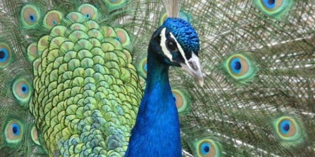 A male peacock (not one of Stewart's birds) is shown here.  In May last year, Martha Stewart said she had 21 "This wonderful bird."