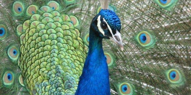 A male peacock (not one of Stewart's birds) is shown here.  In May last year, Martha Stewart said she had 21 "This wonderful bird."