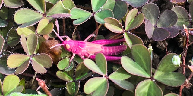 Kate Culley, 41, spotted the rare pink creature.