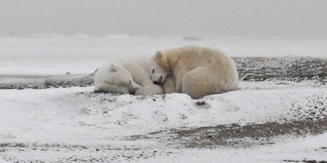 Polar bears sleep on the beach in the Arctic National Wildlife Refuge in early September waiting for the ice to form on the Arctic Ocean. (Credi: Michael Miller)