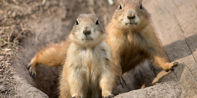 Prairie dogs were on private property.