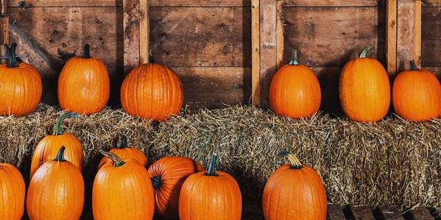 If you’re looking to shed a few pounds with a healthier diet, pumpkins could become your secret weapon.