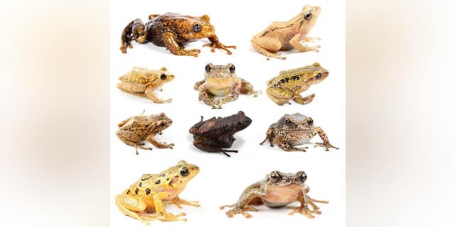 The rain frogs comprise a unique group lacking a tadpole stage of development. Their eggs are laid on land and hatch as tiny froglets.