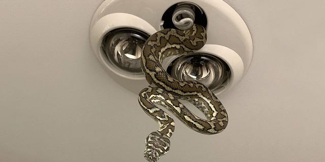 The youngsters spotted the five-foot serpent dangling from the ceiling at their home in Brisbane, Queensland, on Monday evening.
