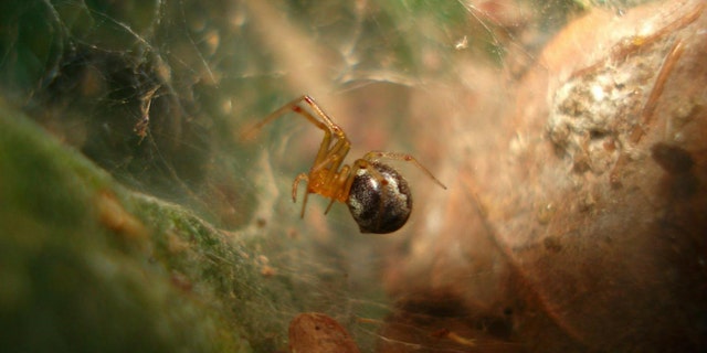 The spider, known as Anelosimus studiosus, which lives along the Gulf and Atlantic coasts of the United States and Mexico. (Credit: Thomas Jones)