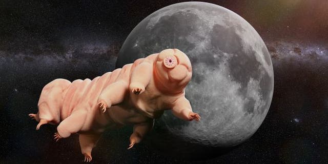 Dehydrated tardigrades that crash-landed on the moon in April won't come back to life anytime soon.(Credit: Shutterstock)