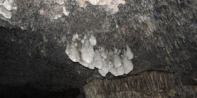 A closeup of the bulbous stalactitic feature of a phreatic overgrowth on speleothems (POS). (University of New Mexico)