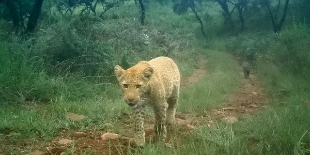These big cats are likely pink in color due to a genetic mutation called erythrism. (Black Leopard Mountain Lodge/ SWNS)