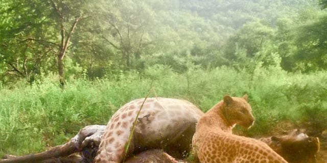The leopard was spotted in late July.