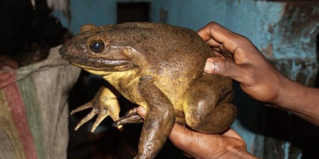The Goliath frog belongs to the largest known frog species in the world.(Credit: M. Schäfer/Frogs &amp; Friends e.V.)