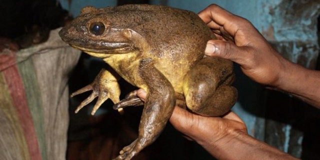 The Goliath frog belongs to the largest known frog species in the world.(Credit: M. Schäfer/Frogs & Friends e.V.)