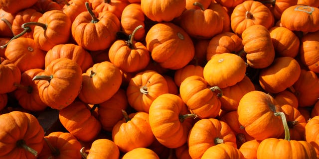 The survey of 2,000 Americans found that, of those who enjoy pumpkin spice treats, 41 percent say they’d give up carbs to get pumpkin spice coffee for life.