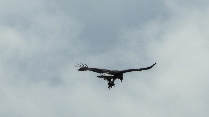 Golden Eagle Spotted Flying In Scotland With Trap Attached