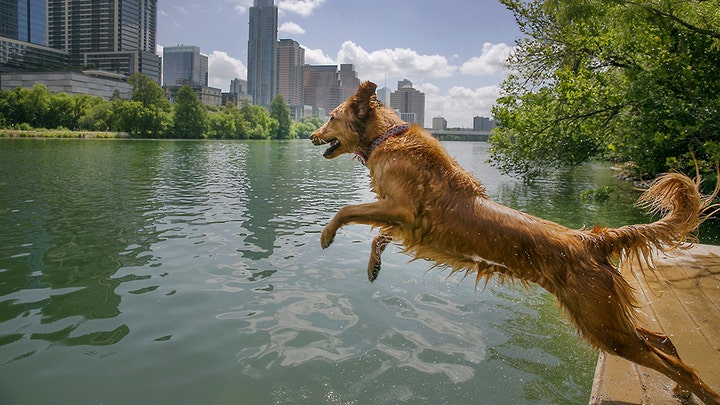 NC woman's three dogs die after playing in pond with toxic algae
