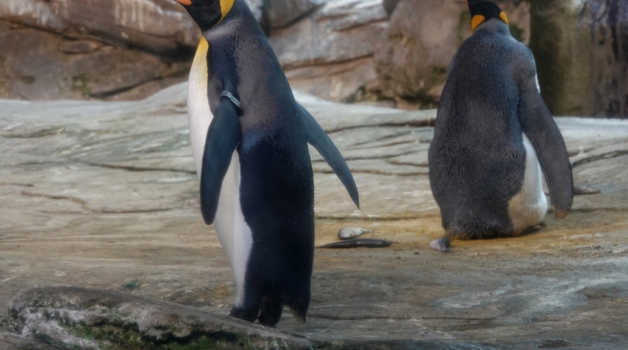 Gay penguins adopt egg after attempting to hatch stones at zoo