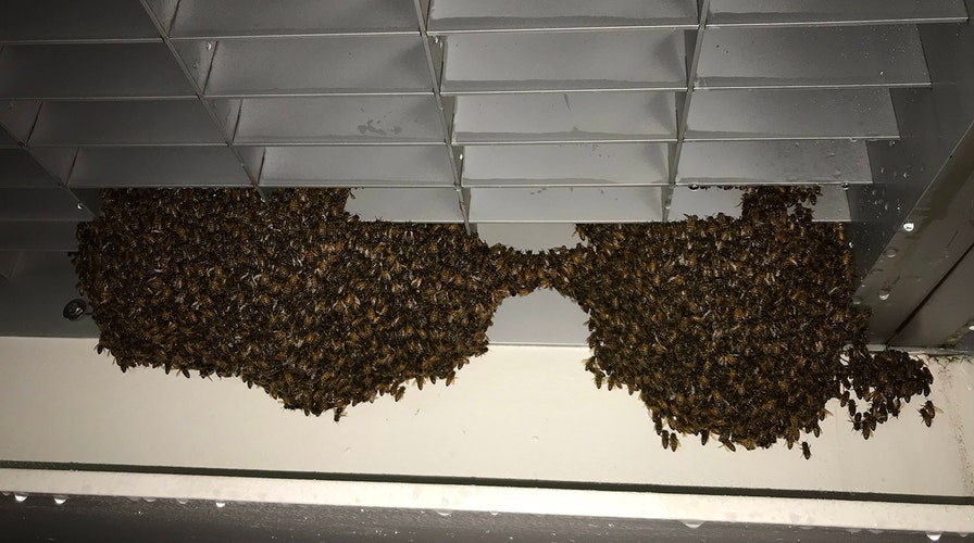 NYPD officers fighting to save honeybees