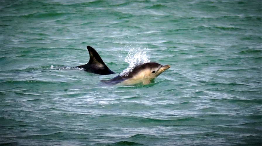 Dolphin whistled to her calf before birth – Times Herald Online