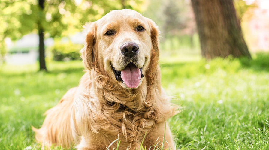 Golden retriever hair clearance clip