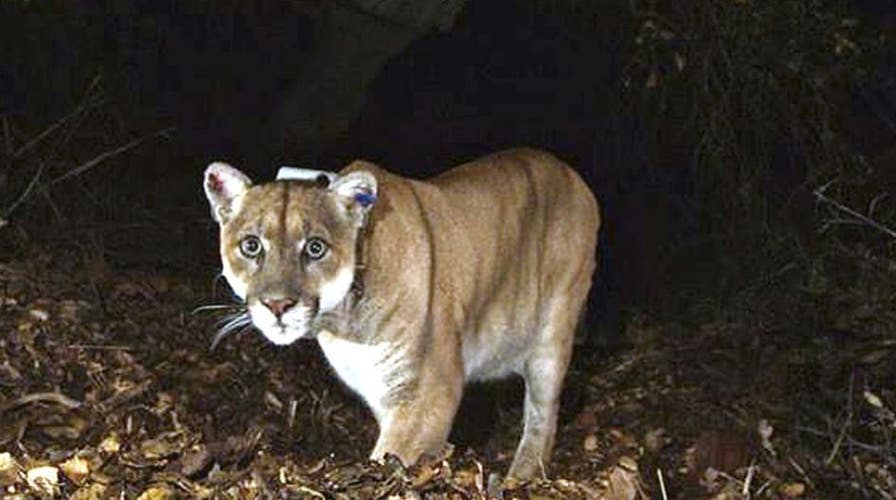 California building largest wildlife crossing in the world | Fox News California building largest wildlife crossing in the world | Fox News