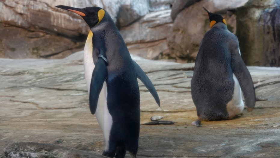 https://fiftyshadesofgay.co.in/FSOG Picks/Gay Penguins Steals An Egg To Make A Family