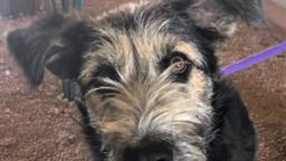 lady dog from lady and the tramp