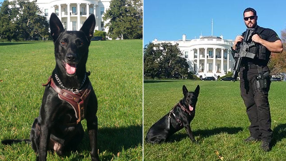 what kind of dogs guard the white house