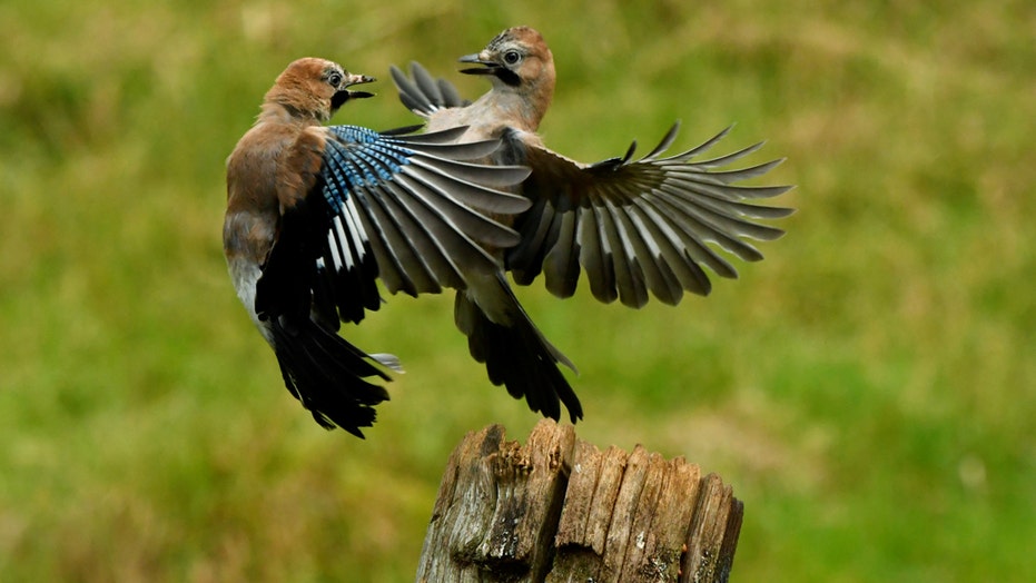 Jaybirds caught fighting over lunch in stunning pics 2