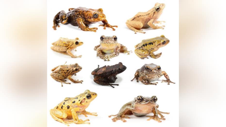 New Species Of Rain Frogs Discovered Fox News - 