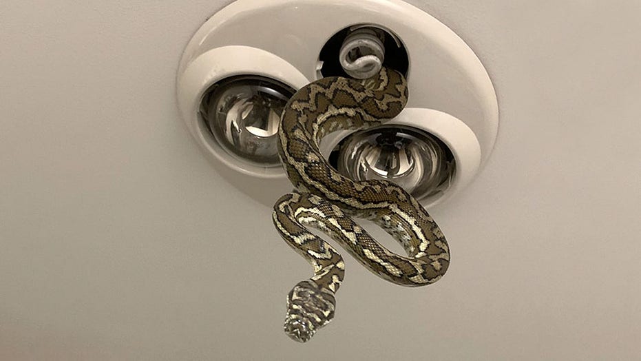 5 Foot Python Hers Out Of Bathroom Light Fixture While Children