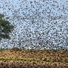 A flock of European starlings mass in the sky over a field on the outskirts of Minsk, Belarus, July 30, 2019.